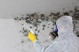 Best Environmental Consulting for Mold Prevention  in The Plains, OH